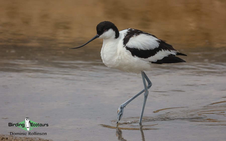 Spain birding tours