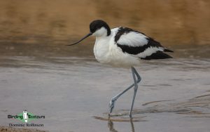 United Kingdom birding tour