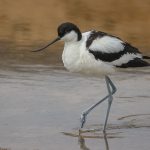 Norfolk Spring and Summer Birding Tour