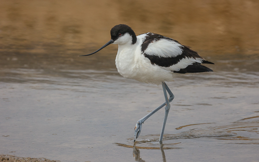 Norfolk Spring and Summer Birding Tour