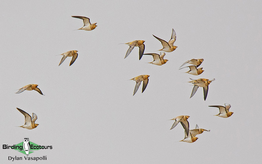 Morocco birding tours