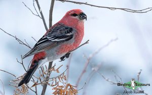 Yellowstone birding tours