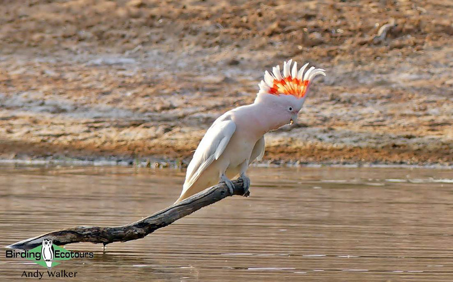 Alice Springs birding tours