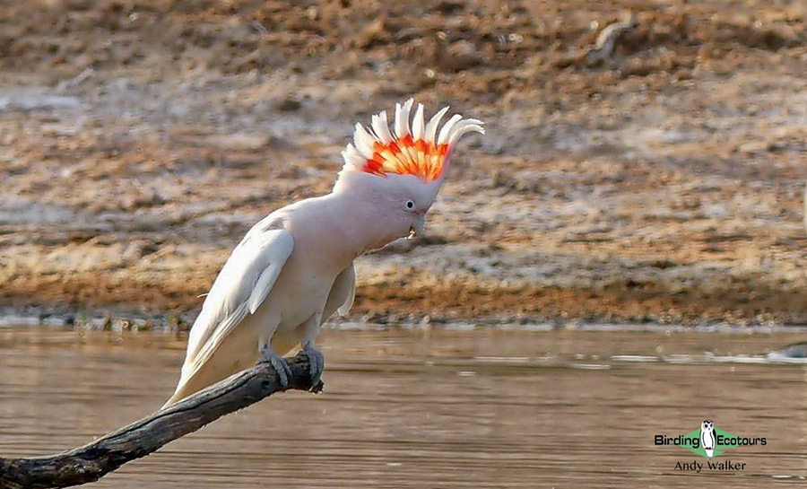 Outback birding tours