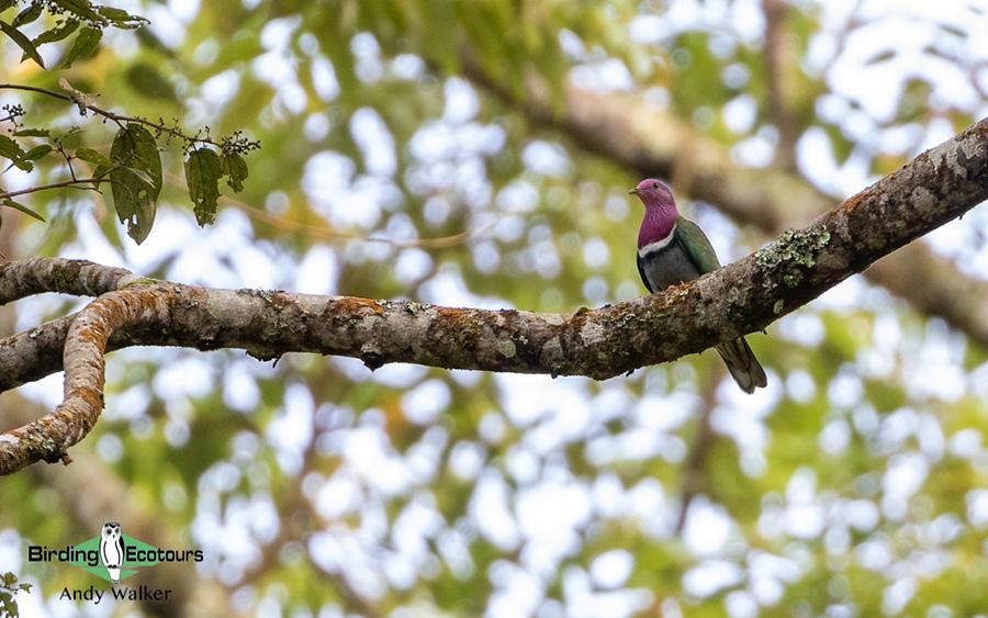 Indonesia birding tour Bali and East Java