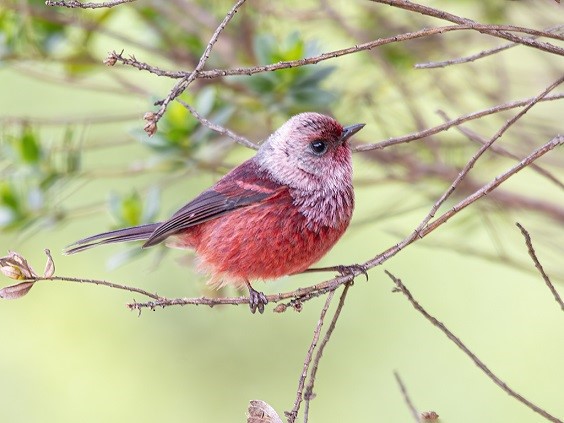 Pink-headed Warbler