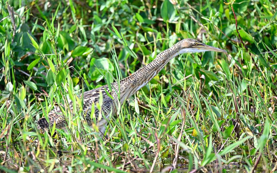 Guyana birding tours