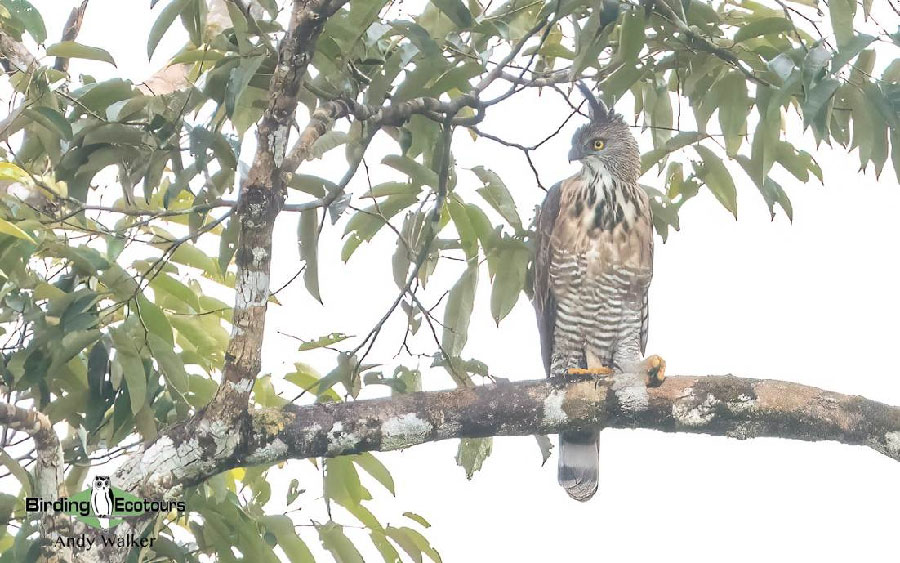 The Philippines Endemic Birding