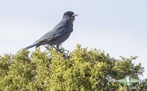 Grand canyon birding tours