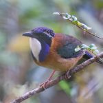 Madagascar birding tours