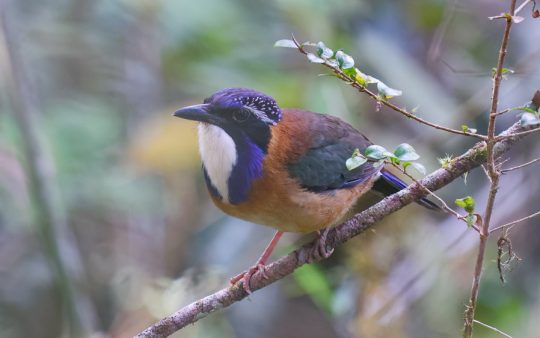 Madagascar birding tours
