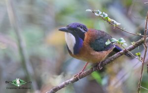 Complete Madagascar birding tour