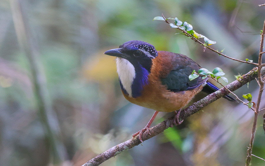 Complete Madagascar birding tour