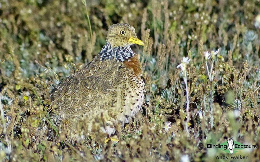 Outback birding tours