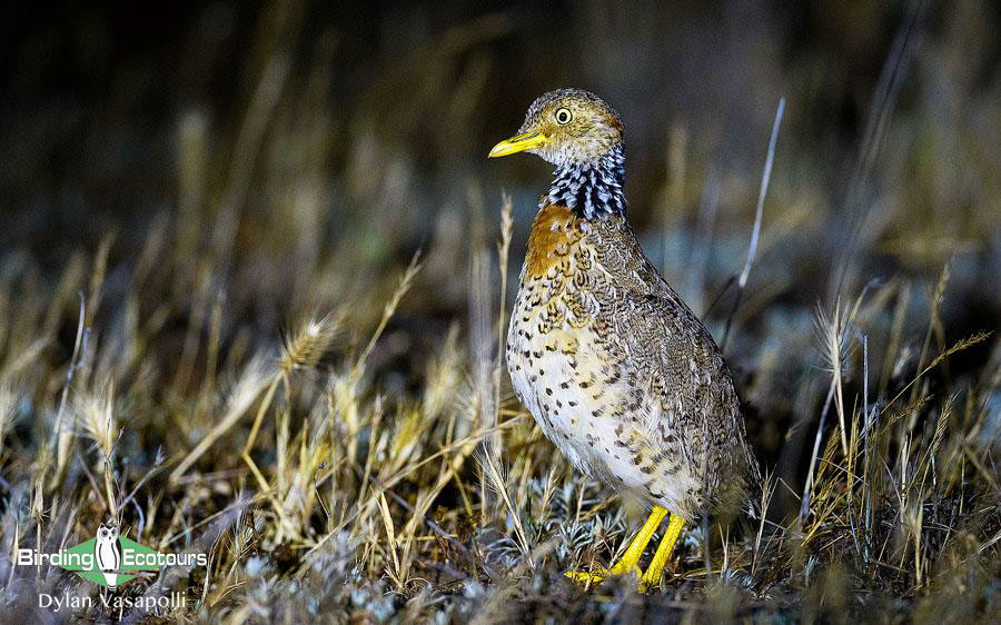Outback birding tours