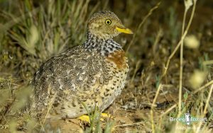 Outback birding tours