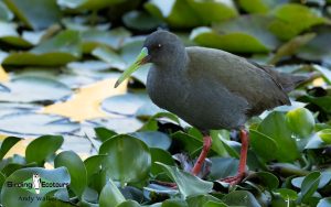Chile birding tours