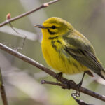 Ohio birding tours