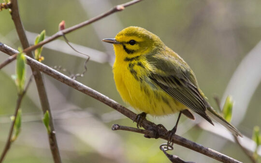 Ohio birding tours