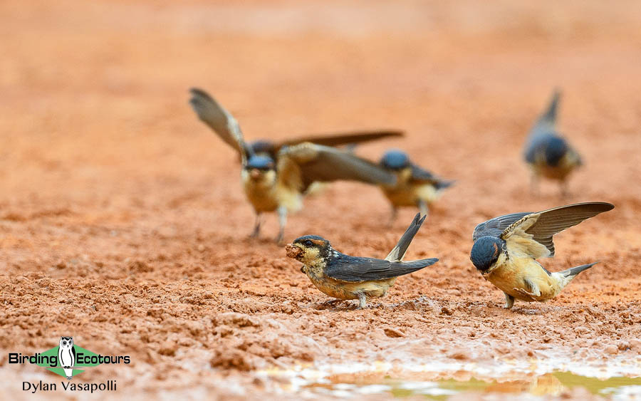 Ghana birding tours