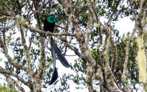 Papua New Guinea birding tours