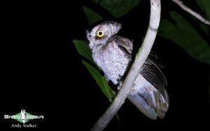 Sao Tome and Principe birding tours
