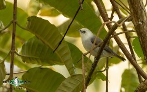 Sao Tome and Principe birding tours