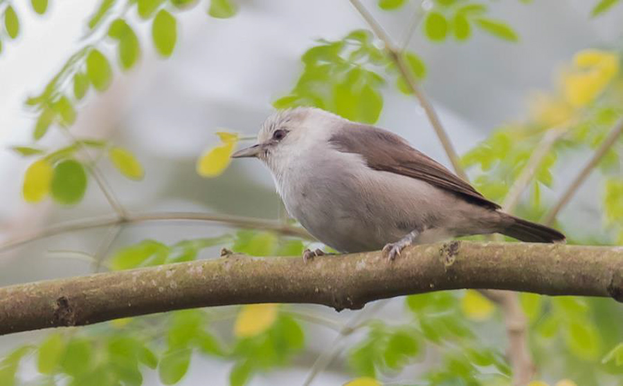 Sao Tome and Principe birding tours