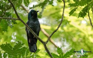 Sao Tome and Principe birding tours