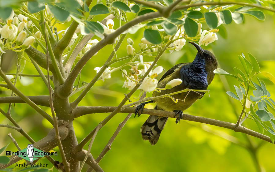 Sao Tome and Principe birding tours