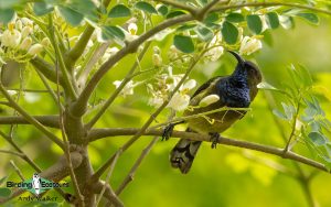 Sao Tome and Principe birding tours