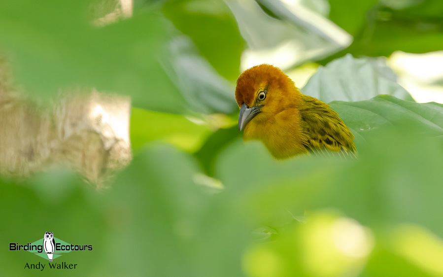 Sao Tome and Principe birding tours