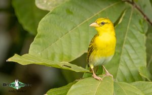Sao Tome and Principe birding tours