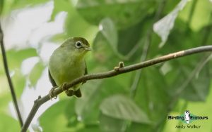 Sao Tome and Principe birding tours