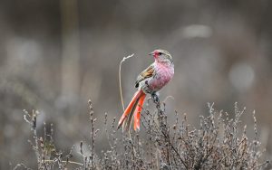 Sichuan birding tours