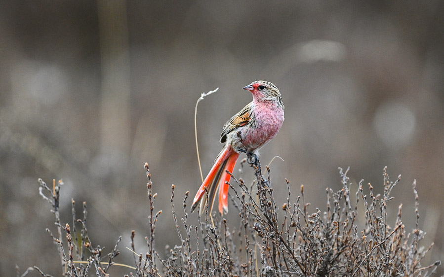 Sichuan birding tours