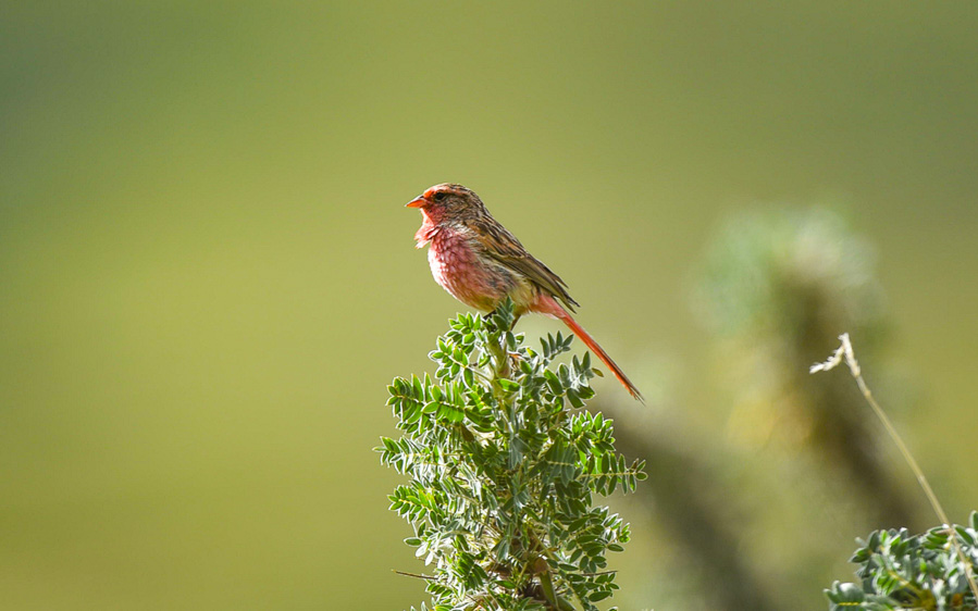 Quinghai birding tours