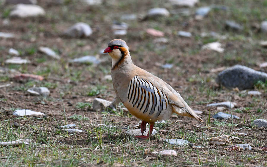 Quinghai birding tours