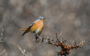 Quinghai birding tours