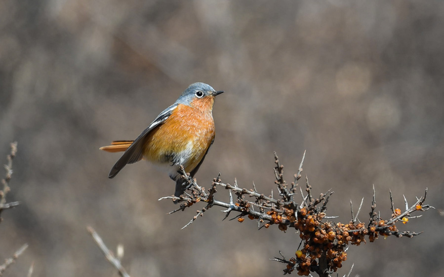 Quinghai birding tours