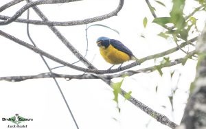 Puerto Rico endemic birding