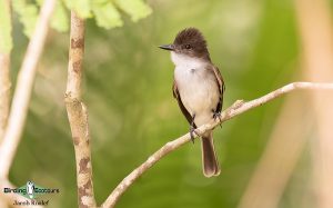 Puerto Rico endemic birding