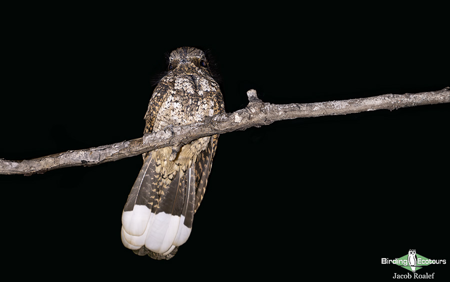 Puerto Rico endemic birding