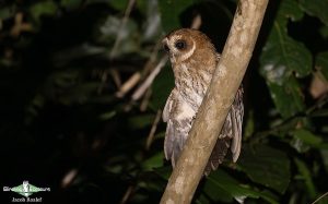 Puerto Rico endemic birding