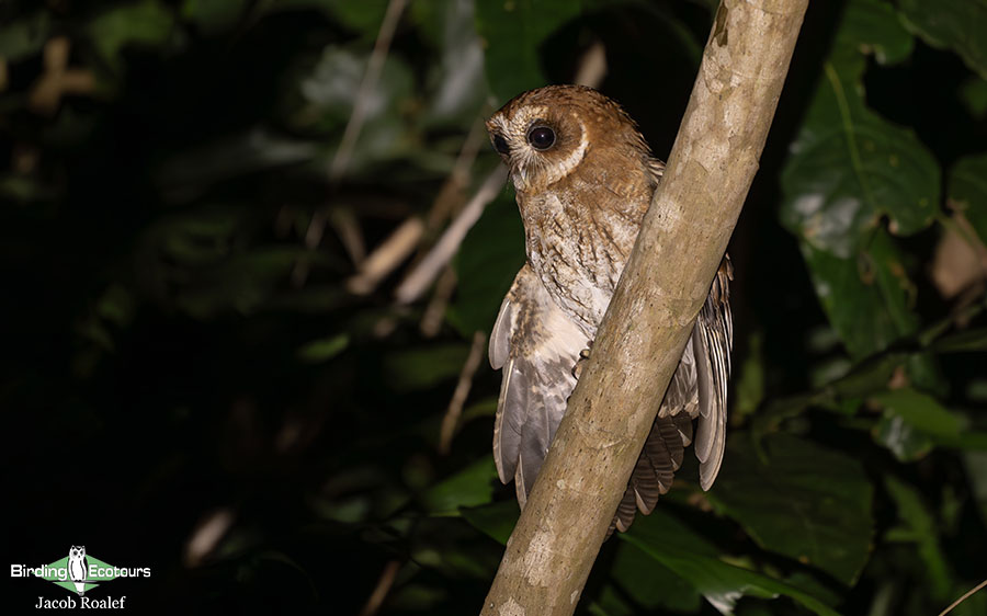 Puerto Rico endemic birding