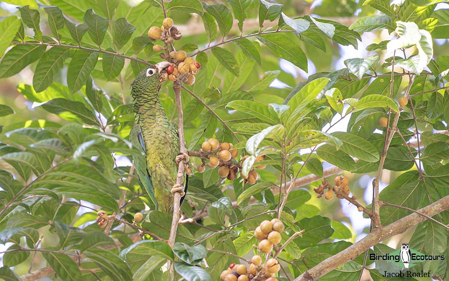 Puerto Rico endemic birding