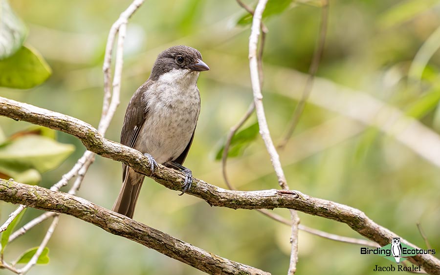 Puerto Rico endemic birding