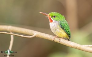 Puerto Rico endemic birding