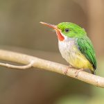 Puerto Rico endemic birding