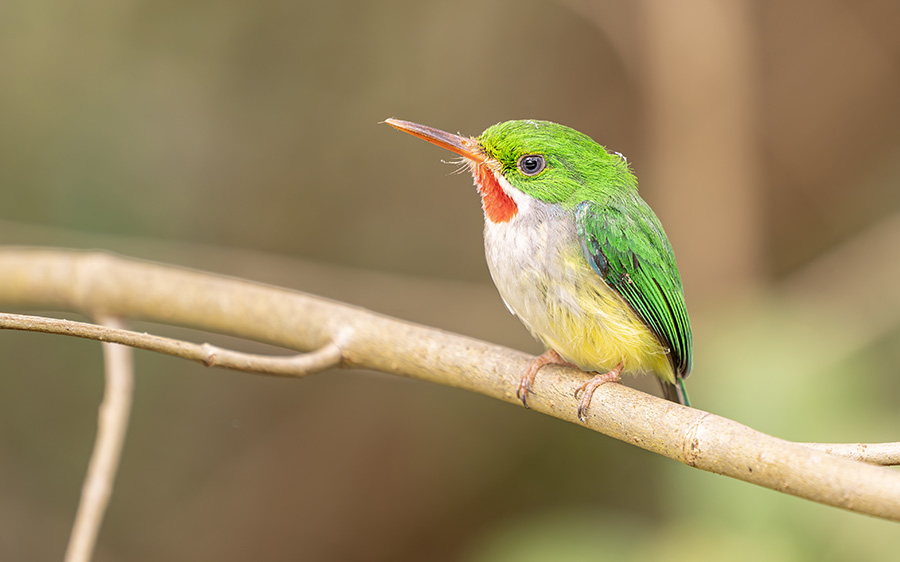 Puerto Rico endemic birding